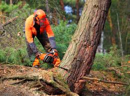 Best Tree Cabling and Bracing  in Pine Knot, KY