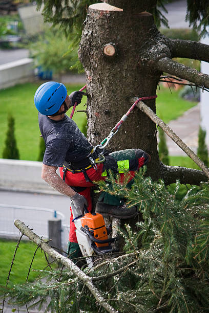 Trusted Pine Knot, KY  Tree Services Experts