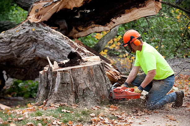 Best Tree Removal Service  in Pine Knot, KY