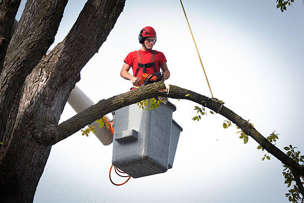 Why Choose Our Tree Removal Services in Pine Knot, KY?